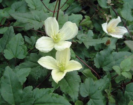 Clematis cirrhosa jingle bells