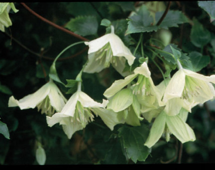 Clematis cirrhosa ourika valley