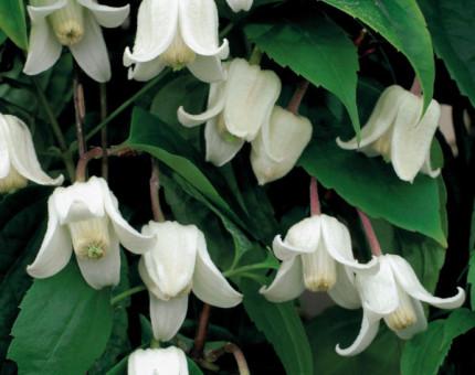 Clematis clarkeana winter beauty