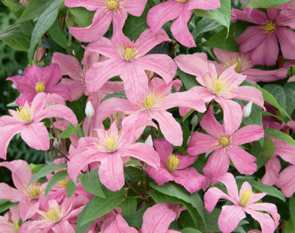 Clematis comtesse de bouchaud