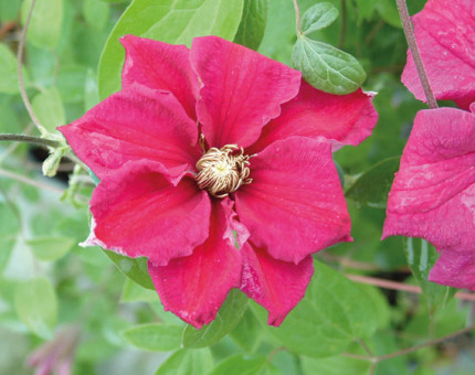 Clematis crimson king