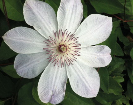 Clematis dawn