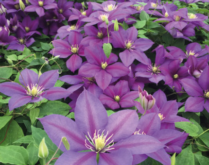 Clematis dazzle