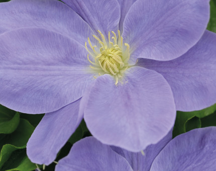 Clematis diana's delight