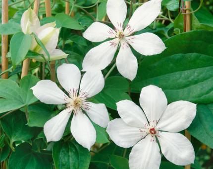 Clematis edith