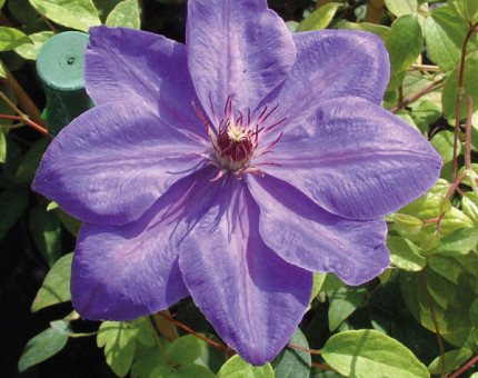 Clematis elsa spath