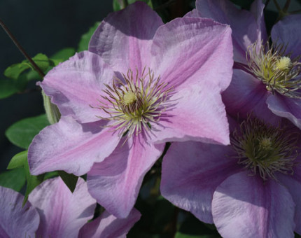 Clematis endellion