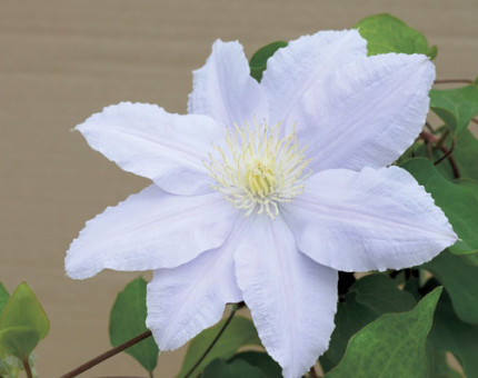 Clematis esme