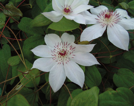 Clematis fair rosamond