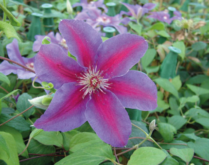 Clematis fireworks