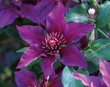 Clematis fleuri (tm evipo042)