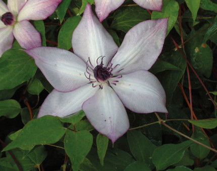 Clematis fond memories