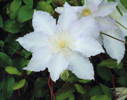 Clematis gillian blades