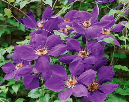 Clematis gipsy queen