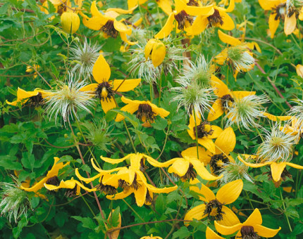 Clematis golden tiara