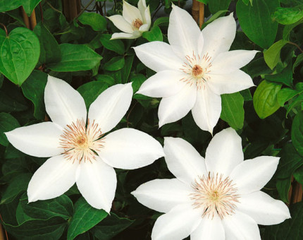 Clematis henryi