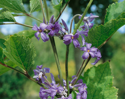 Clematis heracleifolia wyevale