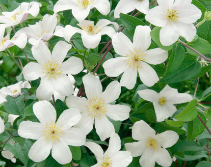 Clematis huldine