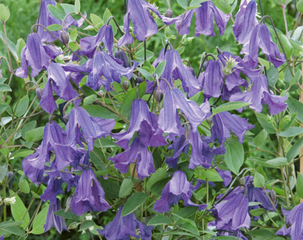 Clematis integrifolia blue rain