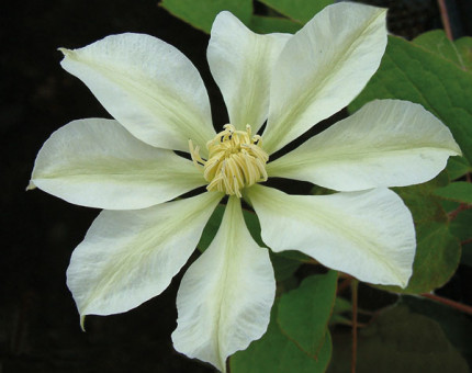 Clematis jackmanii alba