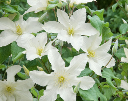 Clematis john huxtable