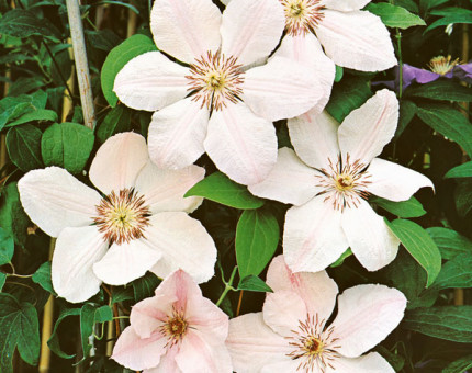 Clematis john paul ii