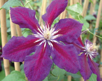 Clematis julka