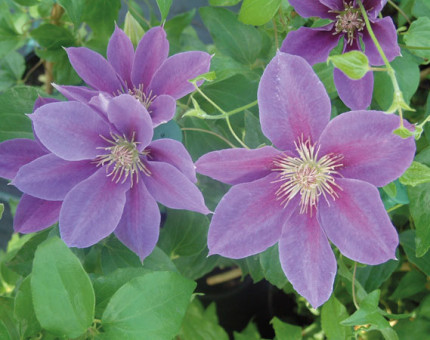 Clematis kinju atarashi