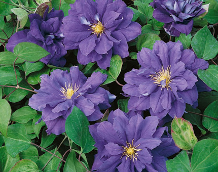 Clematis kiri te kanawa