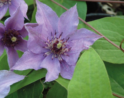 Clematis koniskind