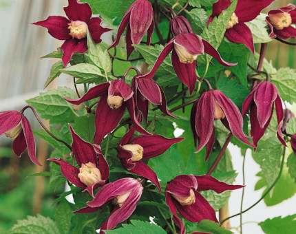 Clematis korean brunette