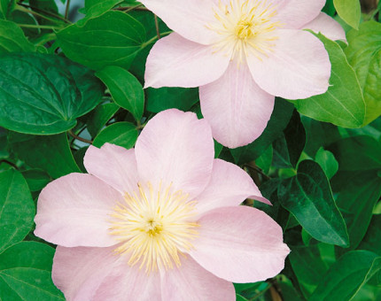 Clematis louise rowe