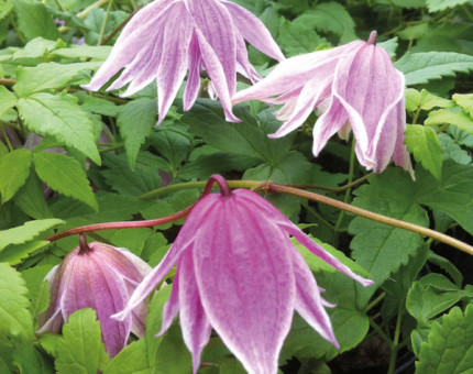 Clematis macropetala propertius