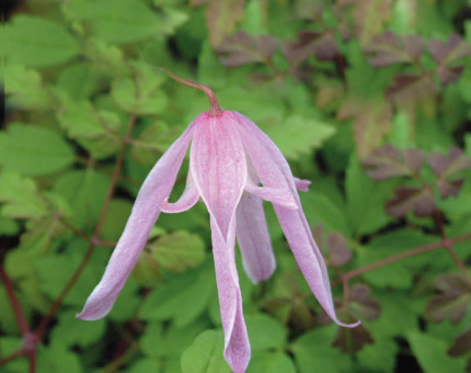 Clematis macropetala rosy o'grady