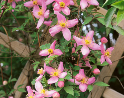 Clematis montana odorata