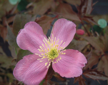 Clematis montana pictons variety