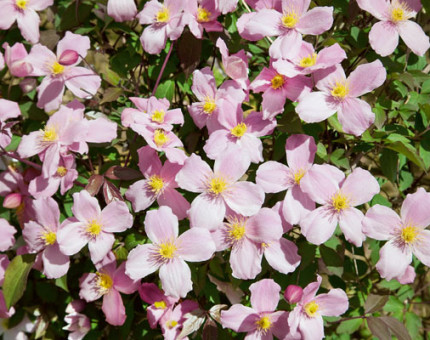 Clematis montana rubens