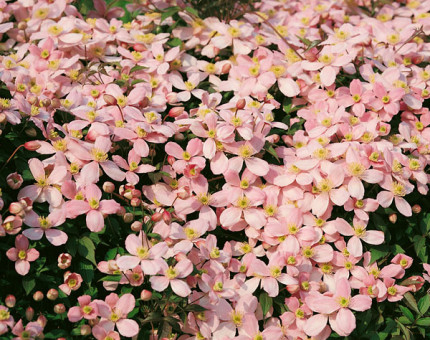 Clematis montana rubens superba