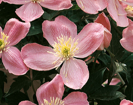 Clematis montana tetrarose