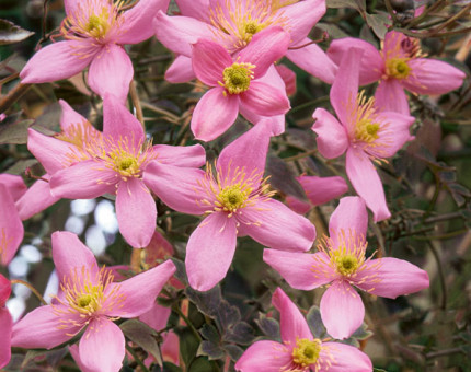 Clematis montana warwickshire rose