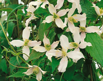 Clematis montana wilsonii