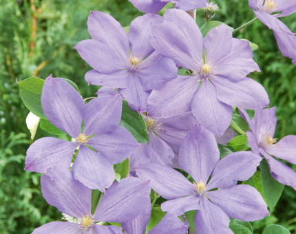 Clematis mrs.cholmondeley