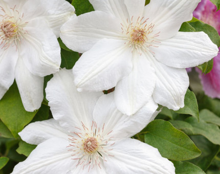 Clematis mrs george jackman