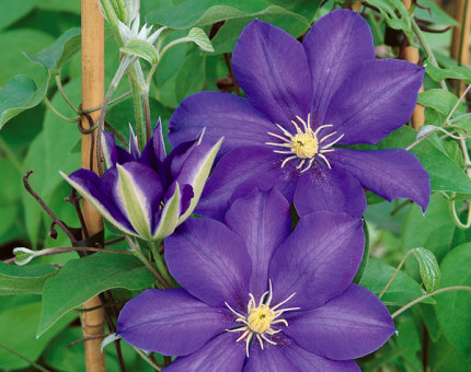 Clematis mrs p.b.truax