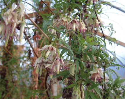 Clematis napaulensis