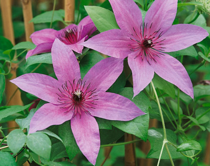 Clematis natasha