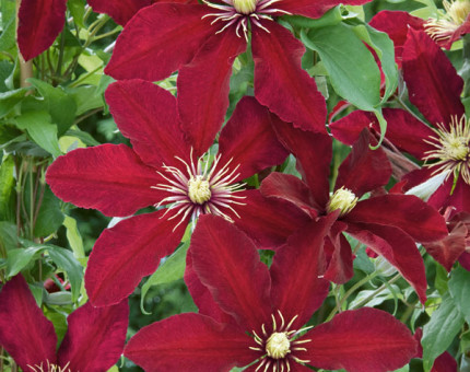 Clematis niobe