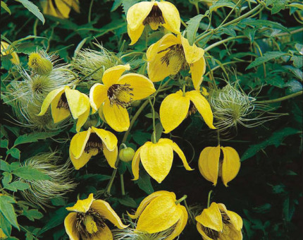 Clematis orientalis bill mackenzie