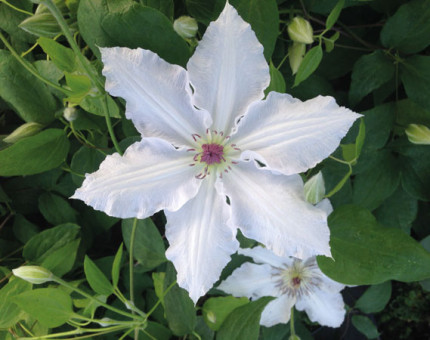 Clematis pat coleman