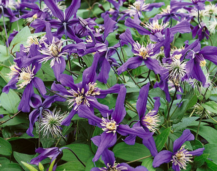 Clematis petit faucon (tm evisix)